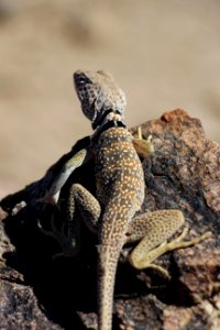 Great Basin Collared Lizard photo