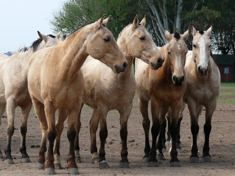 Horses herd argentina