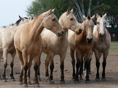 Horses herd argentina