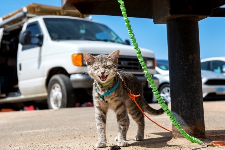 Cat on a Leash at Quail Springs Picnic Area