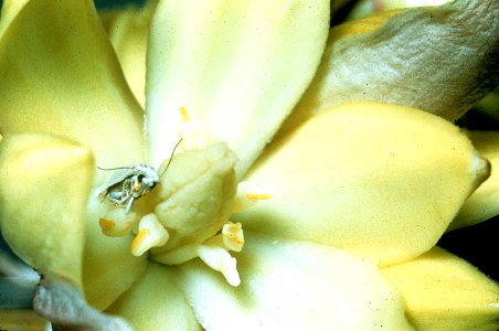 Yucca Moth (Prodoxidae)