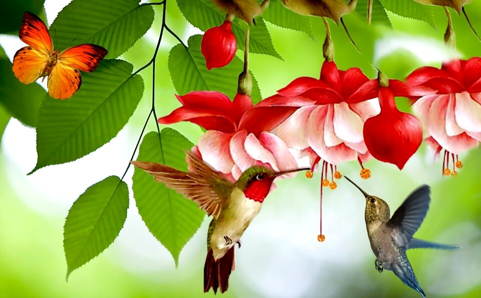 Garden spring flower