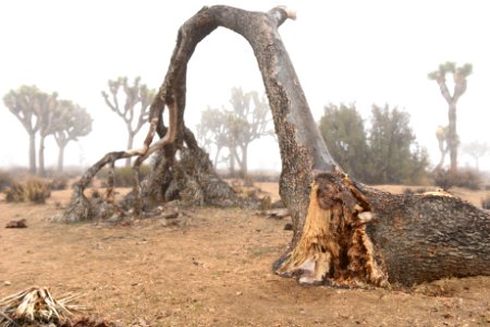 Joshua trees through fog