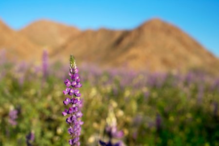 Arizona Lupine near Cottonwood