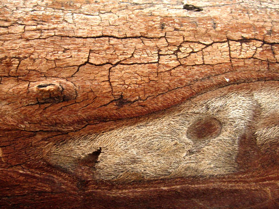 Joshua tree (Yucca brevifolia) detail of wood; Quail Wash