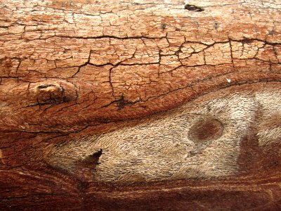 Joshua tree (Yucca brevifolia) detail of wood; Quail Wash