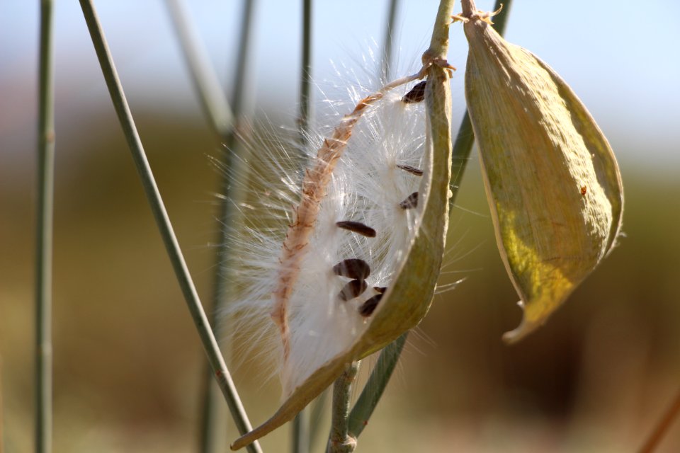 Milkweed seed pod