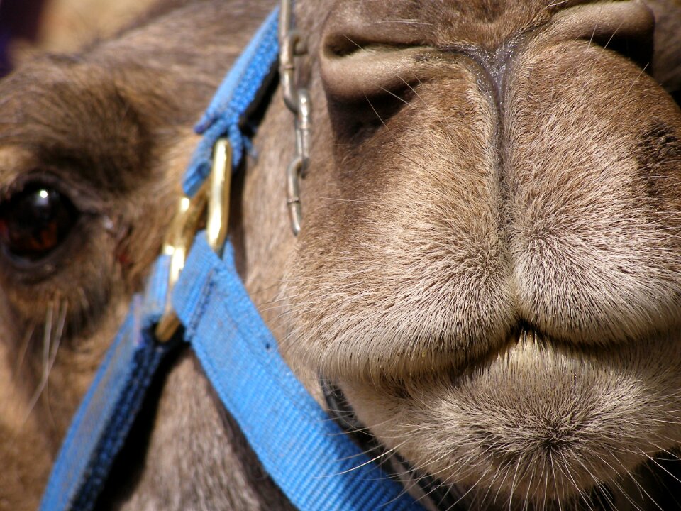 Snout mammal dromedary