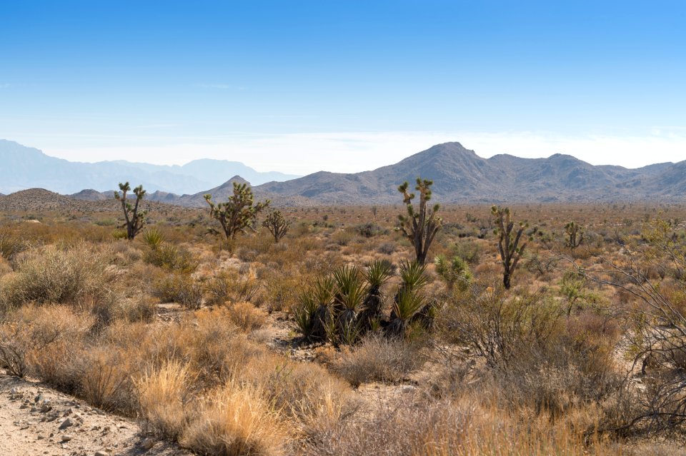 Mojave National Preserve
