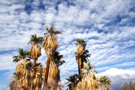California fan palm (Washingtonia filifera); Oasis of Mara