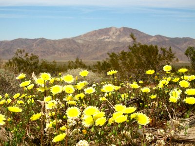 Smooth desert dandelion (Malacothrix glabrata); Pinto Basin photo