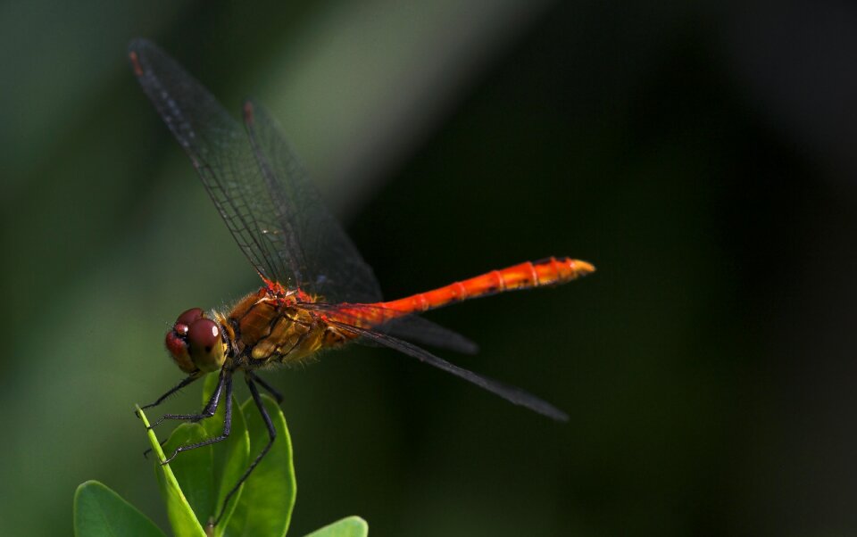 Insect close up wing