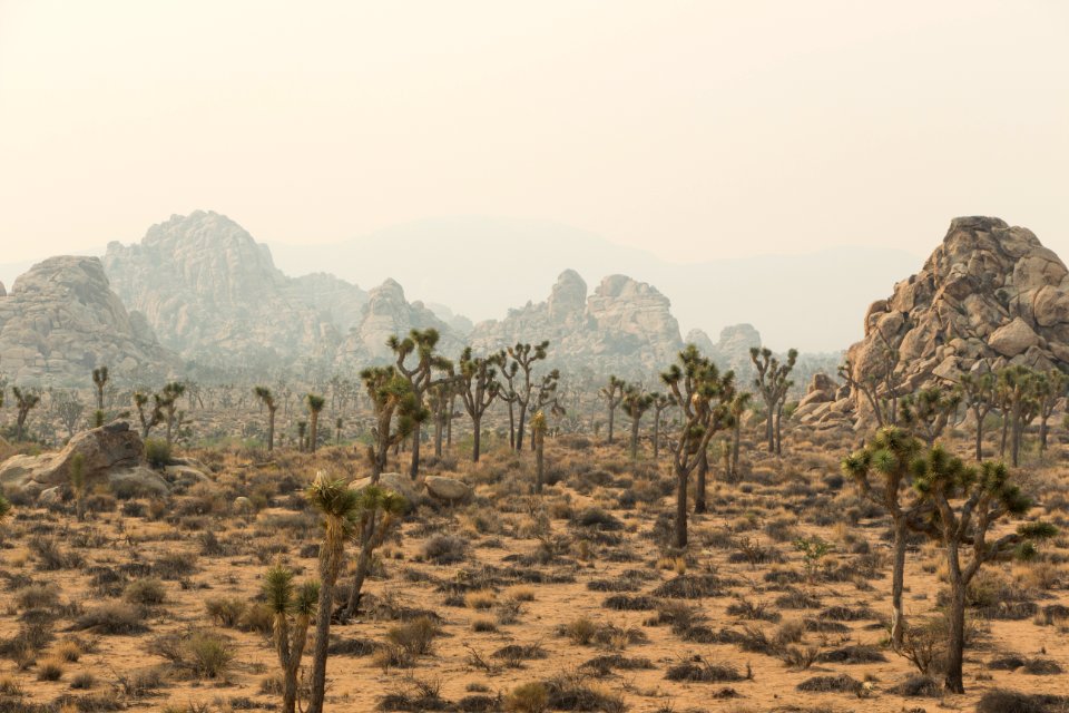 Smoke from the June 2015 Lake Fire in the park