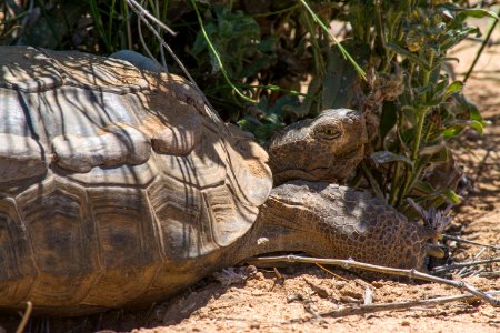 Desert tortoise photo