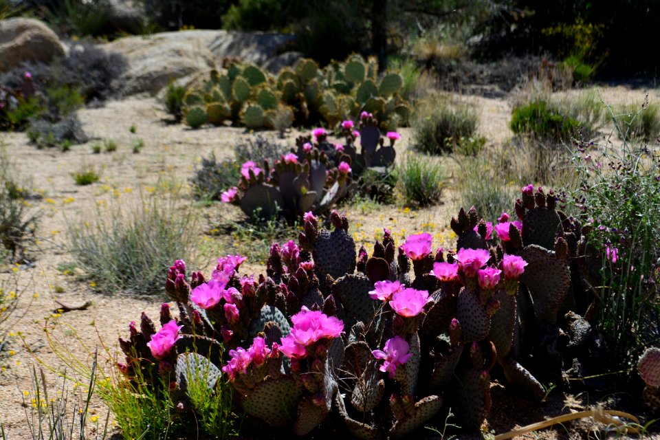 Beavertail Cactus