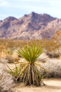Mojave yucca (Yucca schidigera) at Indian Cove photo