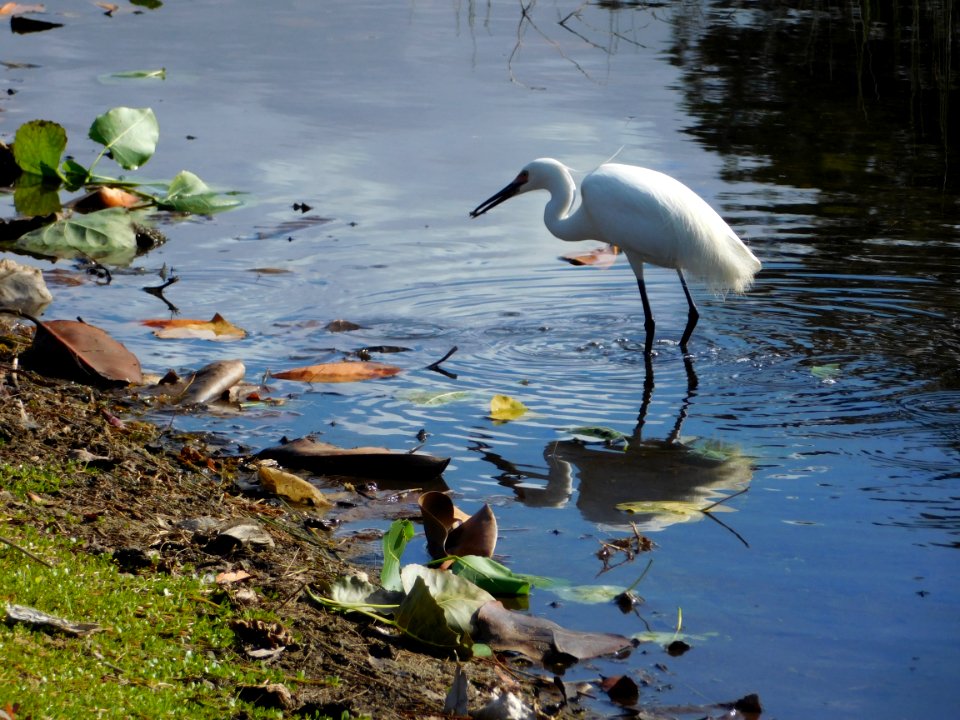 Little Egret (Egretta garzetta)