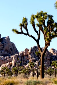 Joshua tree (Yucca brevifolia) and boulders photo