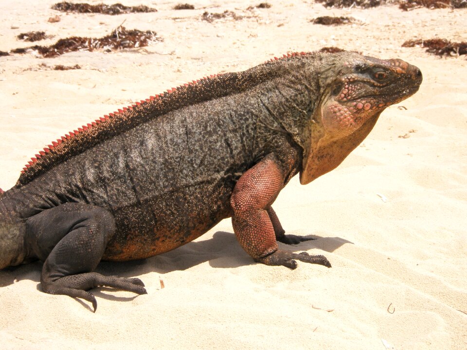 Tailed reptile beach