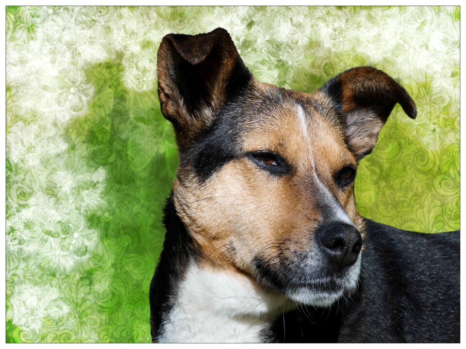 Dog head snout dog look