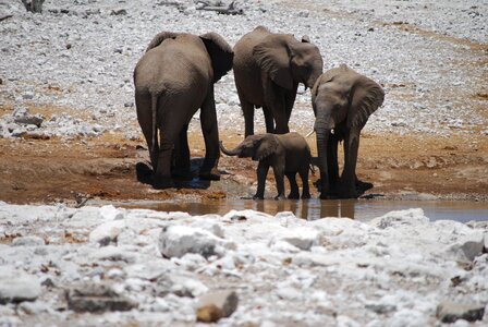 Elephant's child african bush elephant water hole photo