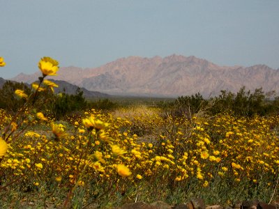 Hairy desert sunflower (Geraea canescens); Pinto Basin photo