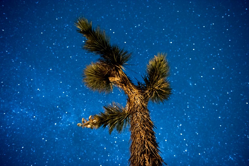 Stars and Milky Way above a Joshua tree photo
