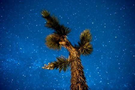 Stars and Milky Way above a Joshua tree photo