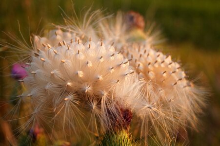 Plant nature field