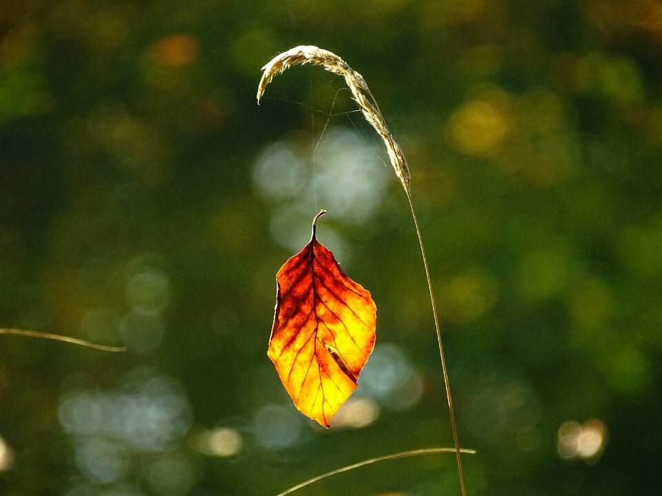 Golden autumn fall foliage red
