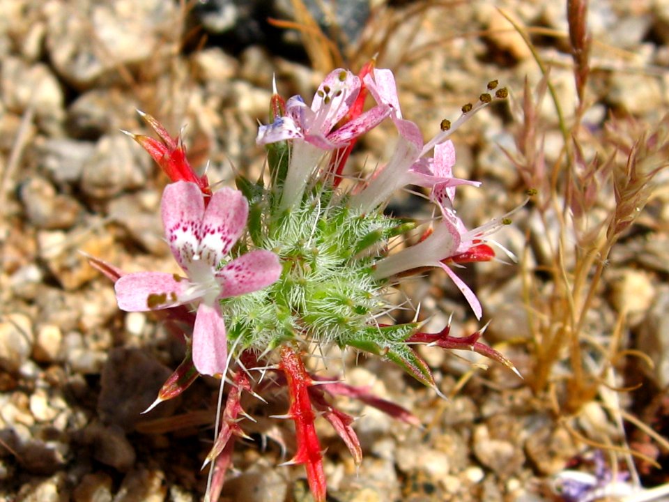 Desert calico (Loeseliastrum matthewsii); North Entrance