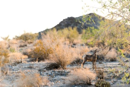 Young bighorn sheep near Bajada Nature Trail