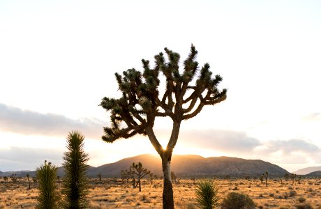 Sunset in Queen Valley