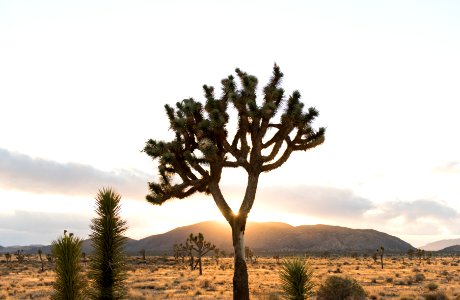 Sunset in Queen Valley photo