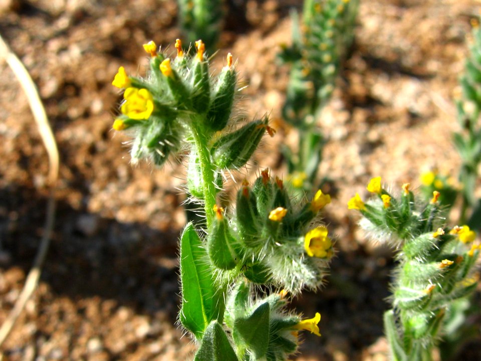 Desert fiddleneck (Amsinckia tessellata); Pine City Trail
