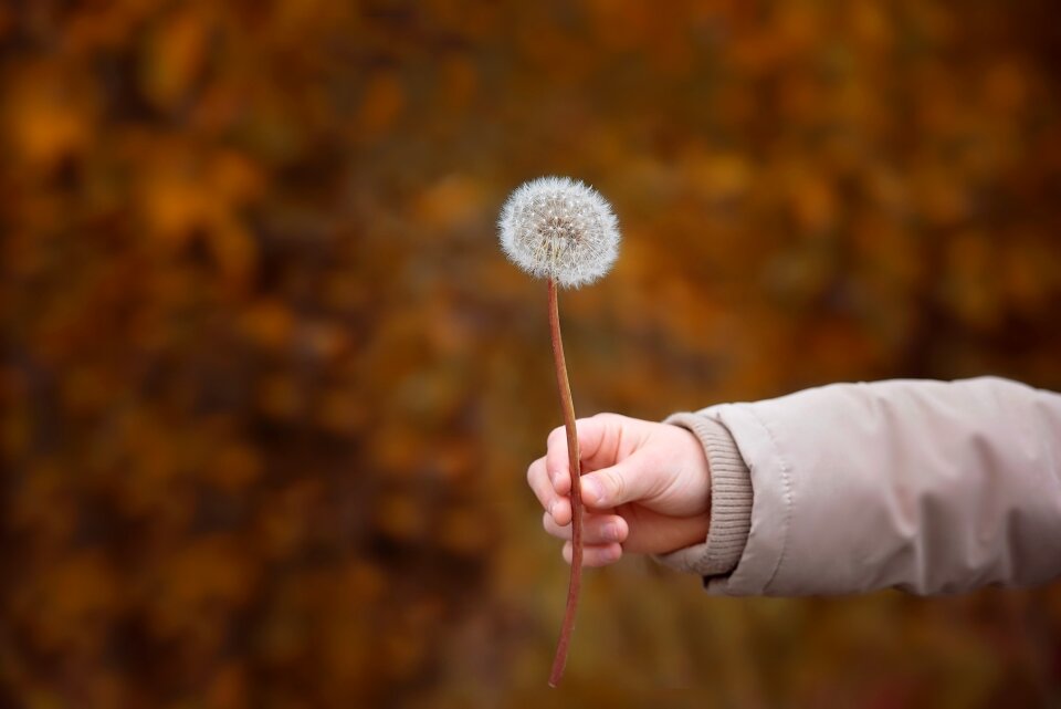 Arm dandelion autumn