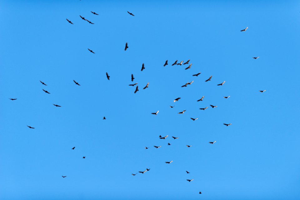Flock of migrating turkey vultures above the Oasis of Mara