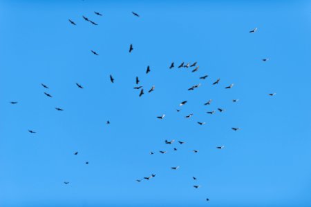 Flock of migrating turkey vultures above the Oasis of Mara photo