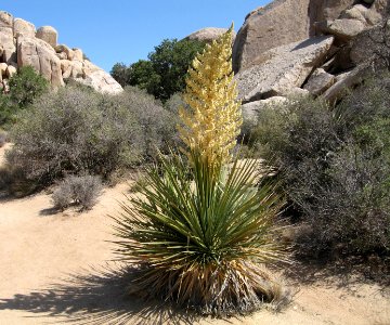 Nolina parryi, Hidden Valley Trail