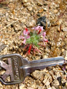 Desert calico (Loeseliastrum matthewsii); North Entrance