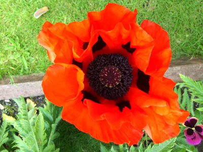 Red poppy flower garden