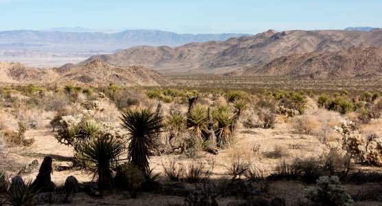 Transition zone between the Colorado and Mojave Desert near North Entrance
