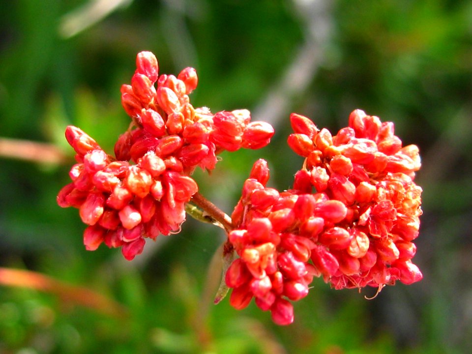 Eastern Mojave buckwheat (Eriogonum fasciculatum); Hidden Valley Trail