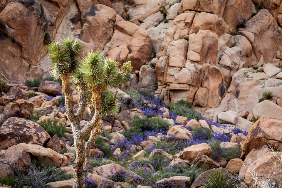 Desert Canterbury bells (Phacelia campanularia) in Hidden Valley area