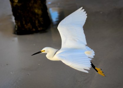 Little Egret In Flight