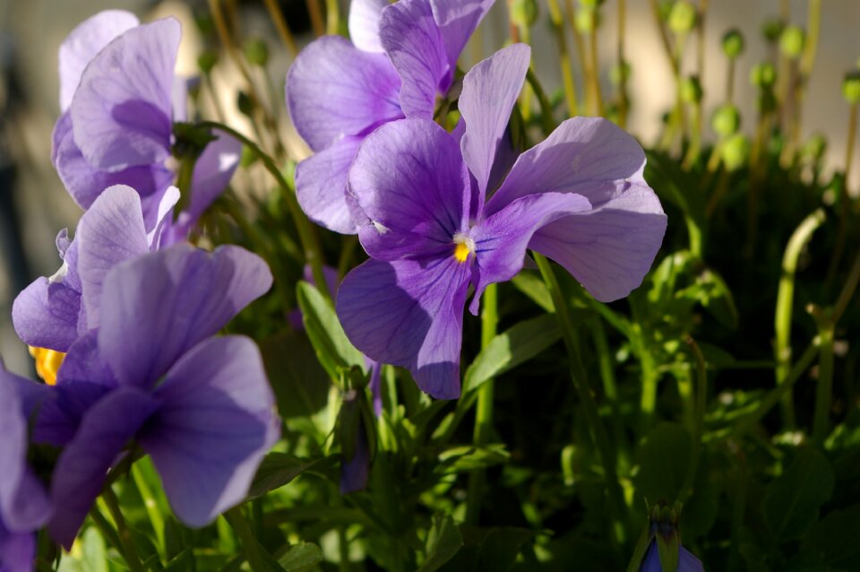 Shy lovely purple