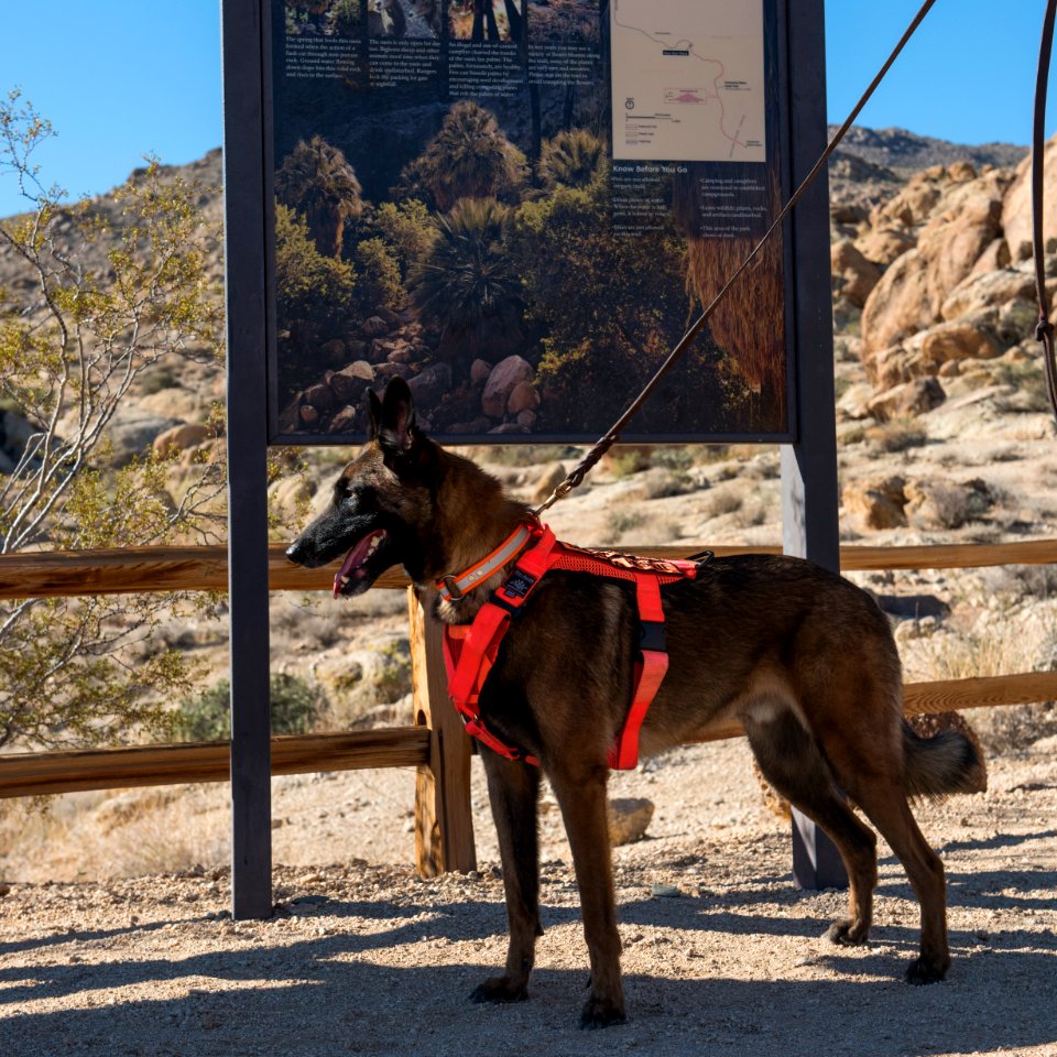 Search and Rescue Canine Team at 49 Palms Oasis