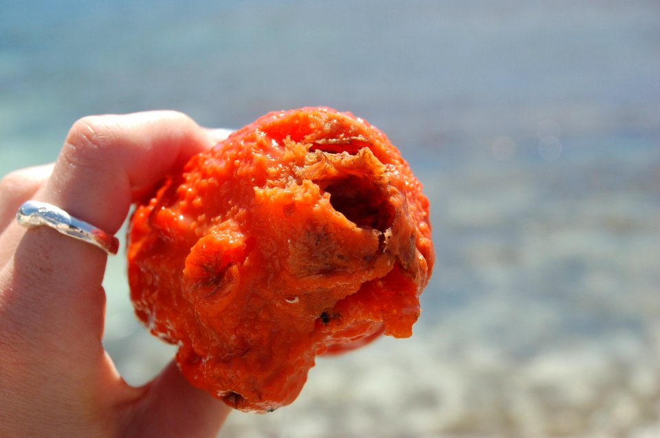 Sea squirt