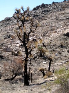 Joshua tree (Yucca brevifolia) after 2006 Geo Fire; Pleasant Valley