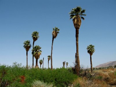 Oasis of Mara; Twentynine Palms, CA